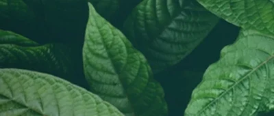 Kratom Tablets